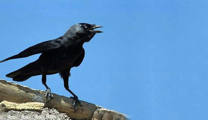 Karganın saldırdığı 7 aylık bebek öldü