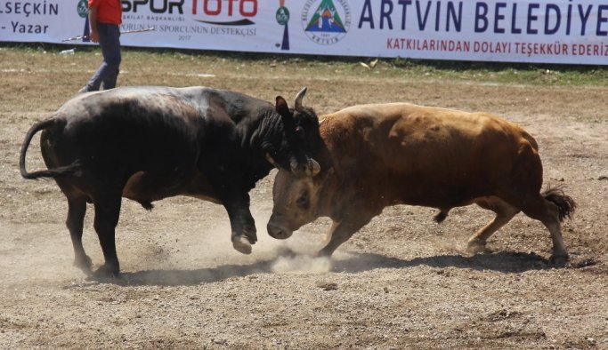 Şampiyon boğalar Artvin'de