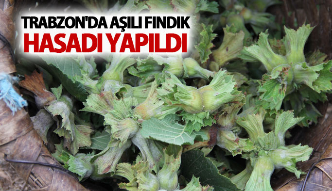 Trabzon'da aşılı fındık hasadı yapıldı