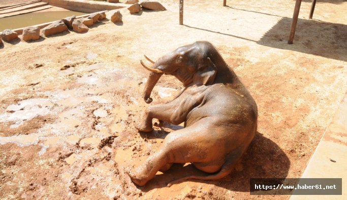 Pili ve Gabi çamurla serinliyor