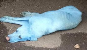 Mavi köpekler görenleri şaşkına çevirdi