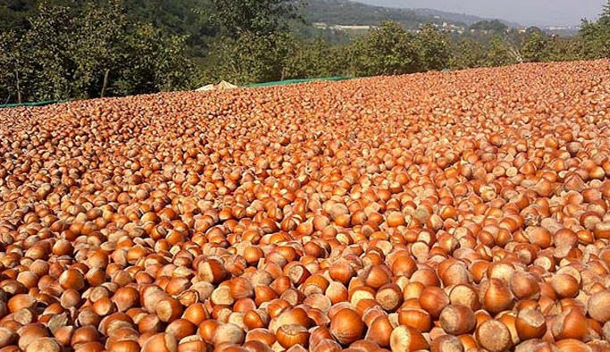 Üreticiden fındık fiyatlarına tepki