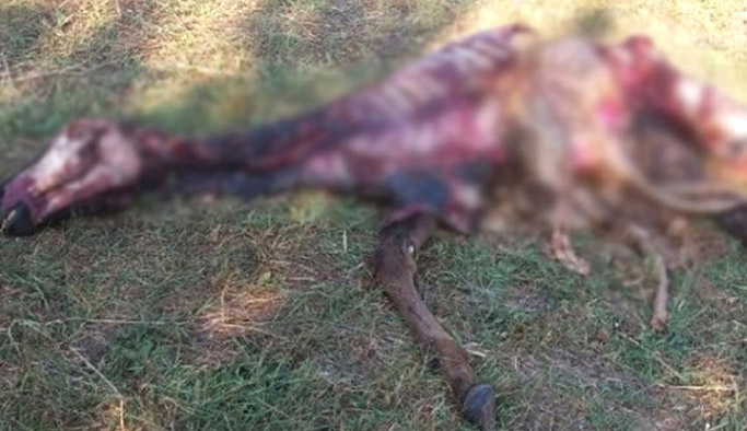 Kurtlar milyonluk atları yedi!