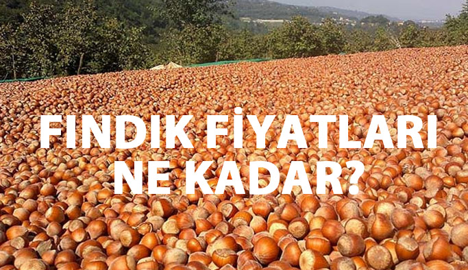 Fındık fiyatları ne kadar? Fındık fiyatlarında son durum