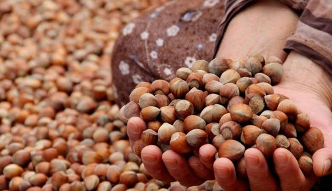 Fındık fiyatı için çağrı: "Revize edin"