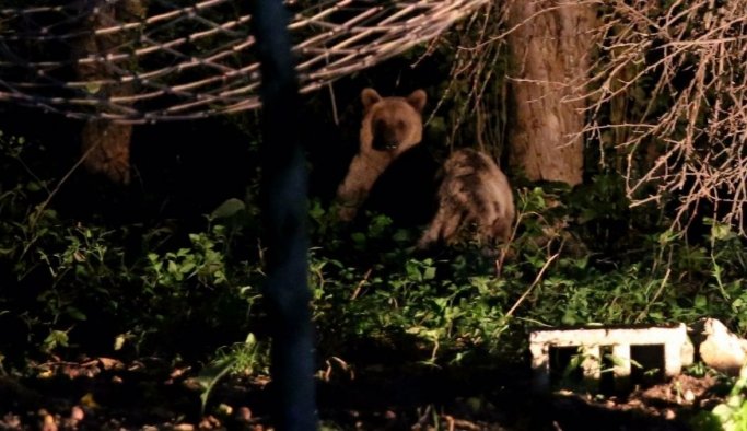 Ayı, ikram edilen balı kutusuyla götürdü