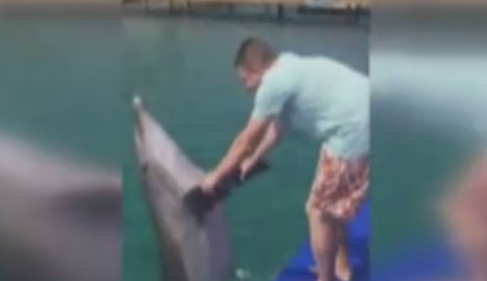 Yunus balığı Horon oynadı