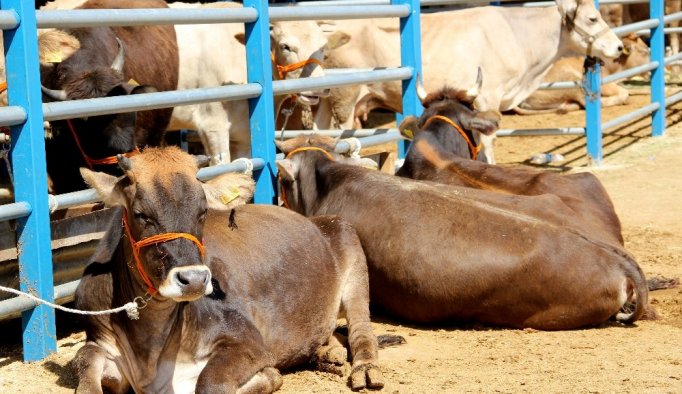 Kurbanlık alırken bunlara dikkat