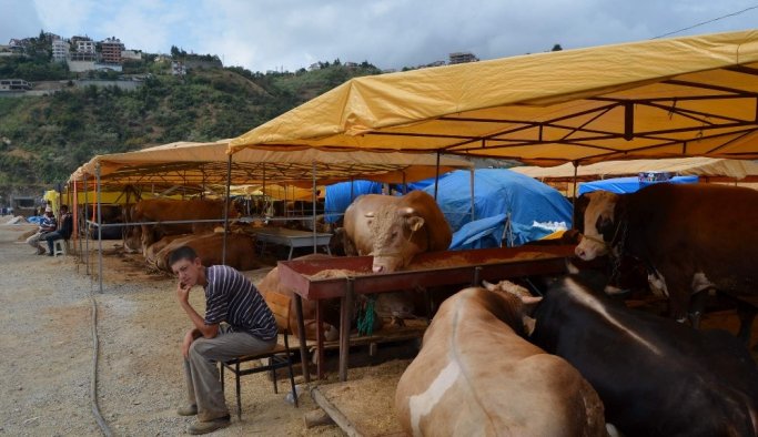Trabzon'da kurban fiyatları ne kadar?
