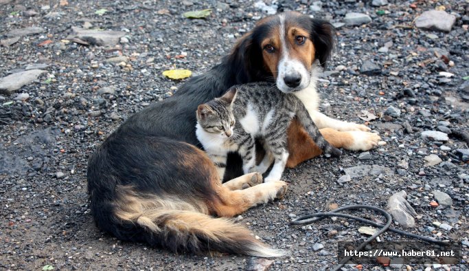 Yavru kediler ve köpeğin dostluğu