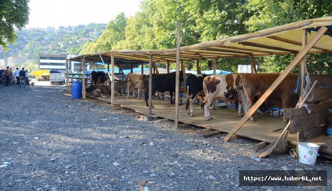 Kurbanlık hırsızları uykuda yakaladı