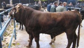 Kurbanlık dana sahibini öldürdü