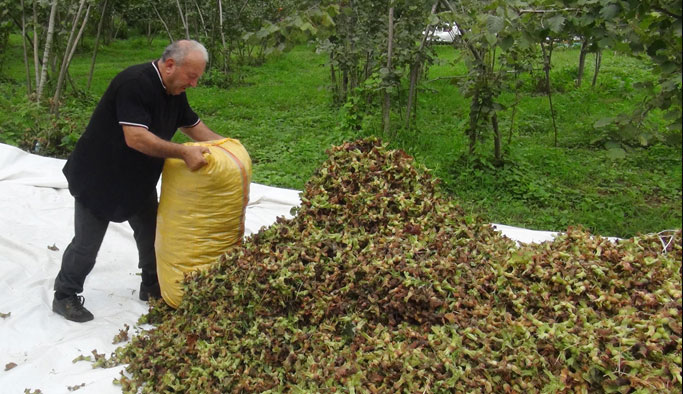 Fındık üreticisi fiyattan memnun değil