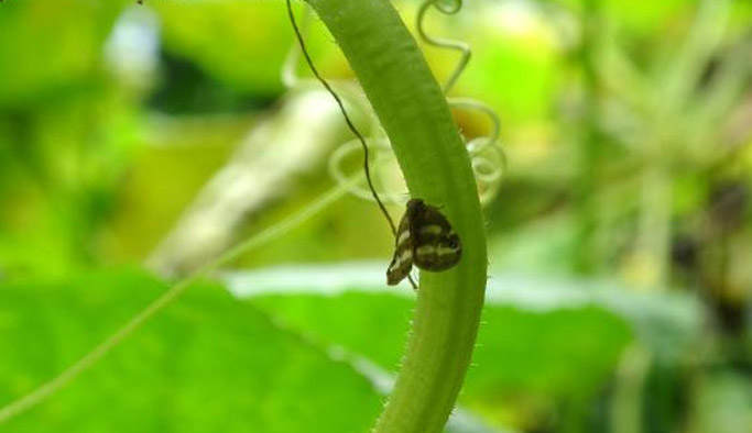 Bu böcek Doğu Karadeniz'i mahvediyor!