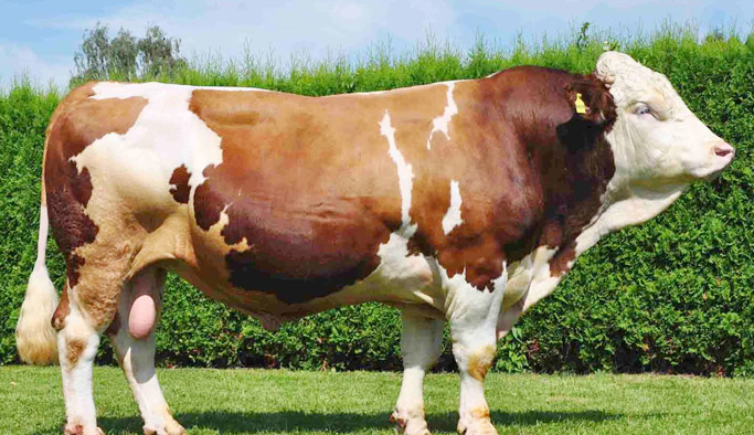 Sağlıklı kurbanlık nasıl olur?