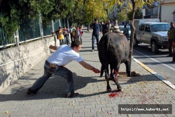 Kurbanlık hayvana eziyete ceza yağacak