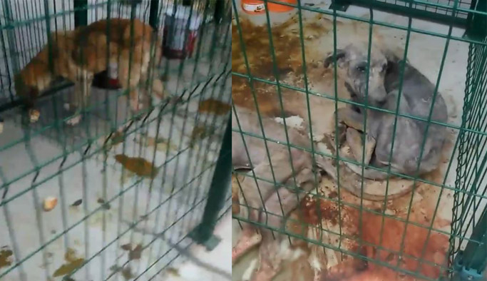 Hayvan barınağında tepki çeken görüntüler