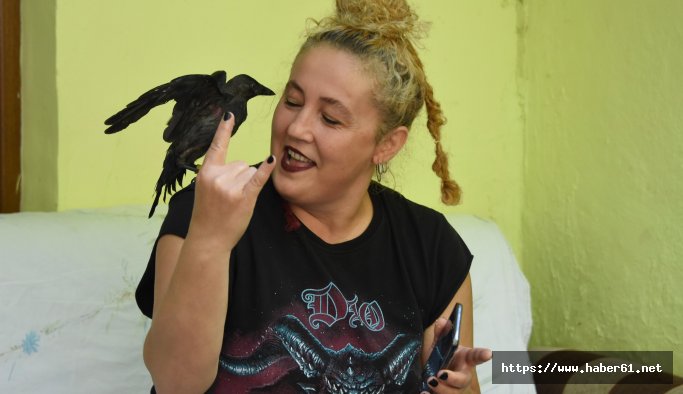 Kedilerden kurtarılan karga, 'Heavy Metal'ci oldu