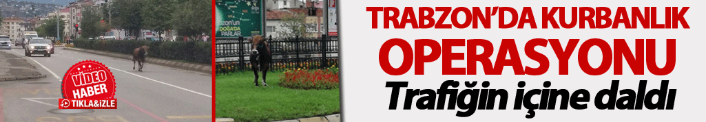 Trabzon'da Kurbanlık operasyonu: Trafiğin içine daldı
