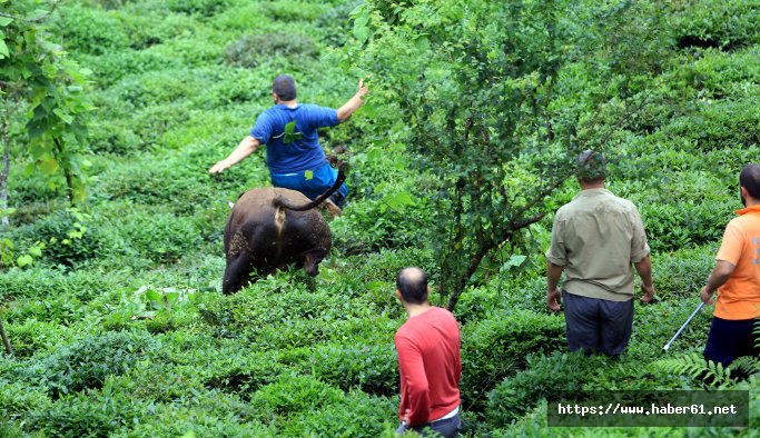 Kurban olmaktan kaçan boğa sahiplerini kovaladı