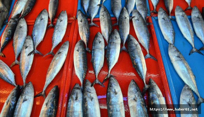 Balık sezonu açıldı tezgahlar şenlendi
