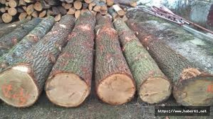 Kütüklerin altında kalan kardeşlerin biri kurtarılamadı