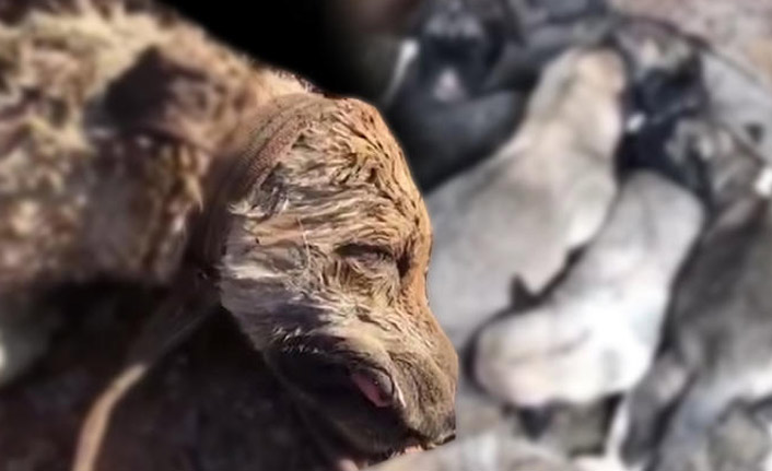 8 yavrusu olan köpeği silahla öldürdü!