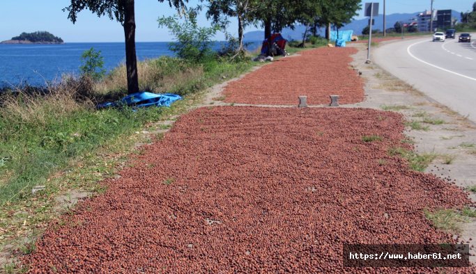 Her yer fındık harmanı