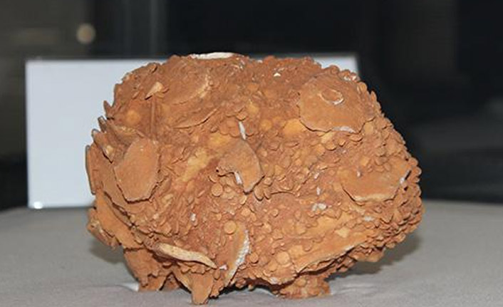 65 yıllık dev salyangoz büyük ilgi çekiyor!