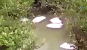 Arakan’dan korkunç görüntü