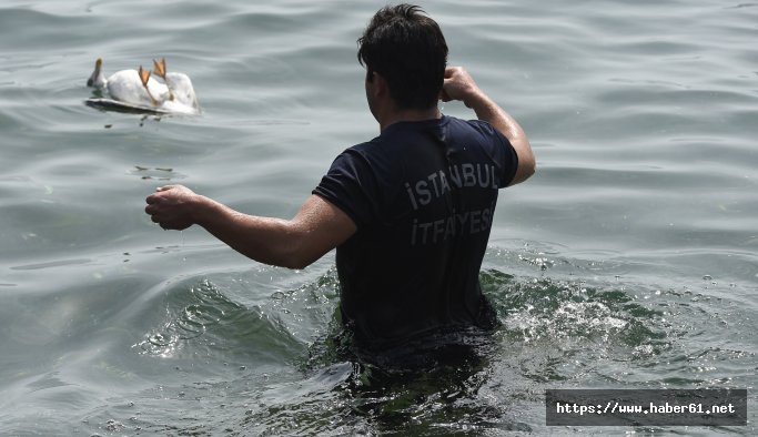 Yaralı martıyı ölümden kurtardı