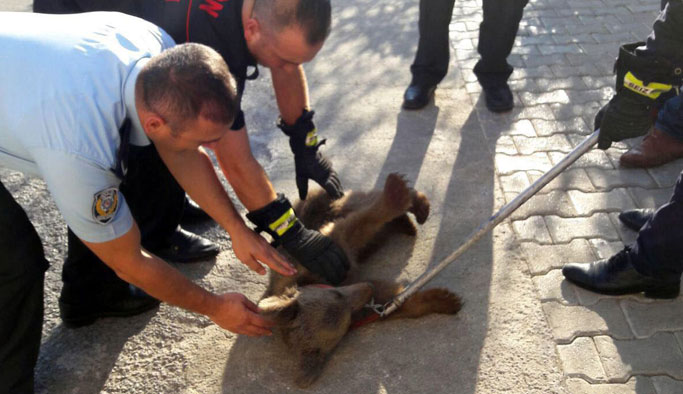 Trabzon'da yavru ayı tedavi sonrası salındı