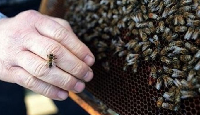 Arıların saldırısına uğrayan şahıs hayatını kaybetti