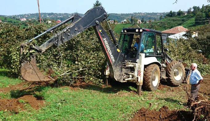 Fındık fiyatlarına bahçeyi sökerek tepki gösterdi!
