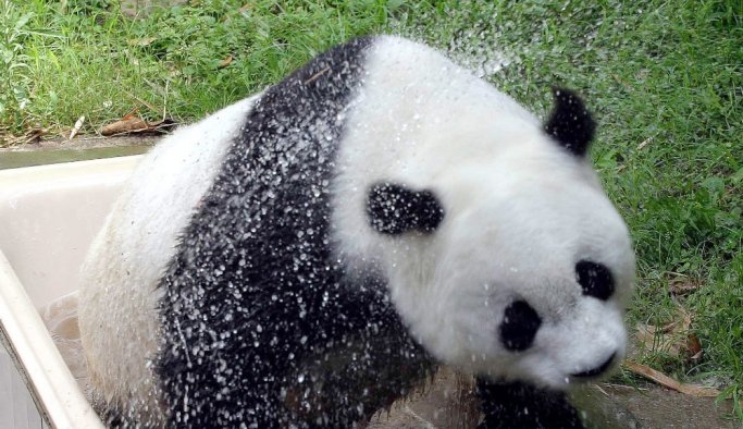 Dünyanın en yaşlı pandası Basi öldü