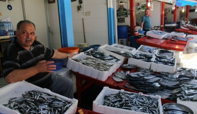 Giresun’da yerli hamsi çıktı