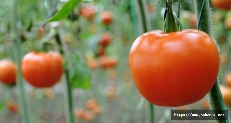 Rusya'dan domates açıklaması