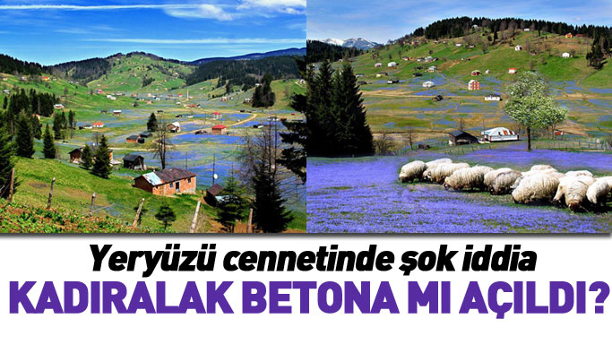 Trabzon'da şok iddia! Kadıralak Yaylası beton mu olacak?