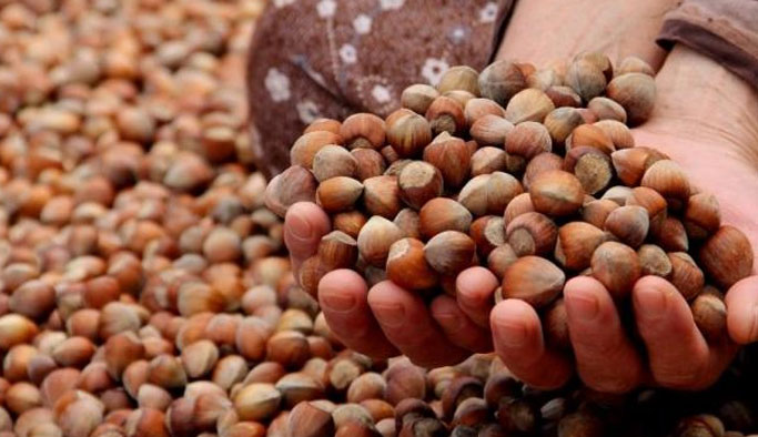 Hükümetten Flaş fındık açıklaması: 40 Milyon TL...