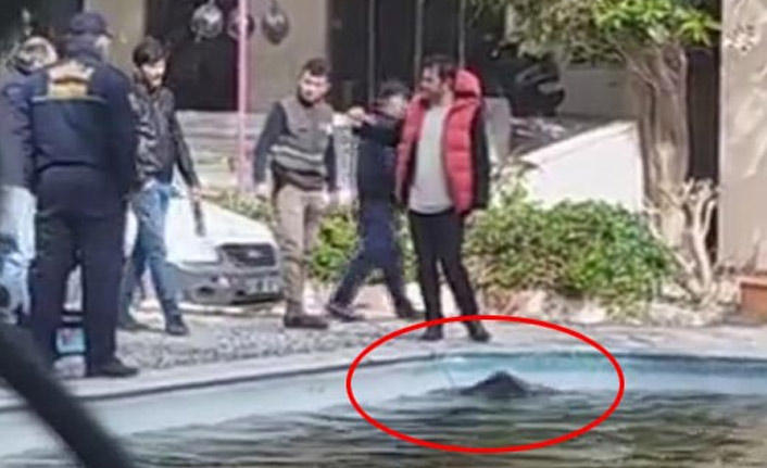 Yaban domuzu şehre indi!