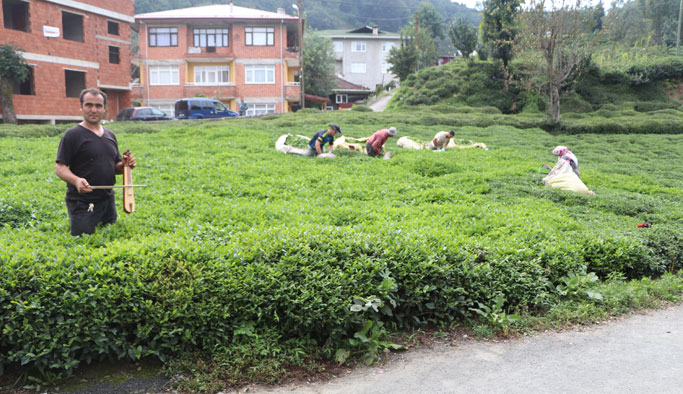 Rizeli'den ilginç çözüm: Çay toplayan işçileri böyle motive ediyor