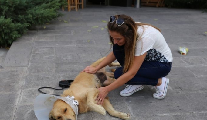 Sokakta bulduğu köpeğin ameliyatı için sponsor arıyor