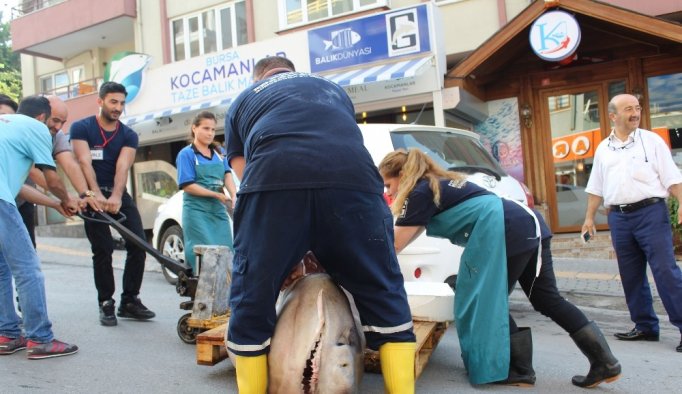 Marmara’dan 2 köpek balığı çıktı