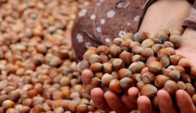 Türkiye'nin Fındık ihracatının yarısı Trabzon'dan