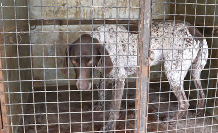 Köpeğine el konulunca çileden çıktı!