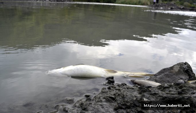 Karadeniz'de balıklar ölümü korku yarattı