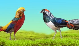 Trabzon'da süs tavukları festivali