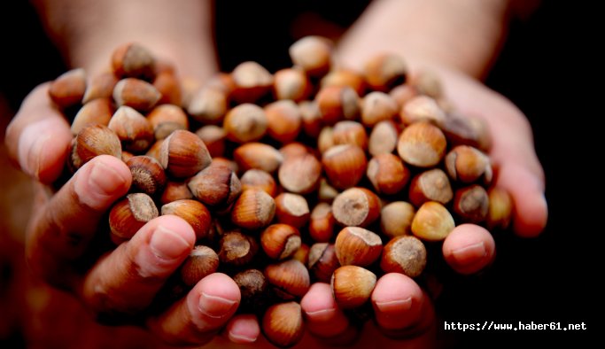 Fındıkta fiyat karmaşası sürüyor