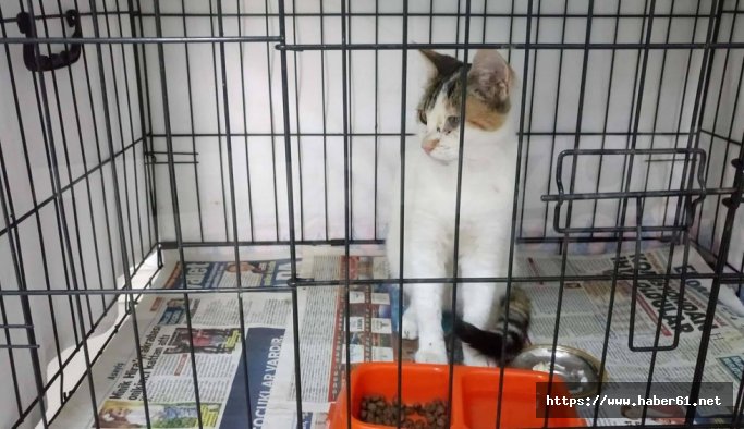 Trabzon'da hayvanseverler Boncuk için ilaç arıyor