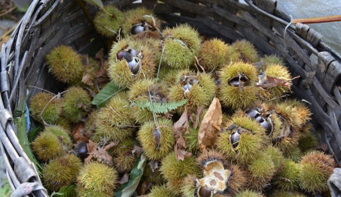 Kış geldi, kestane hasadı başladı